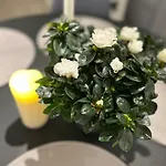 Eide Aurora ترومسو