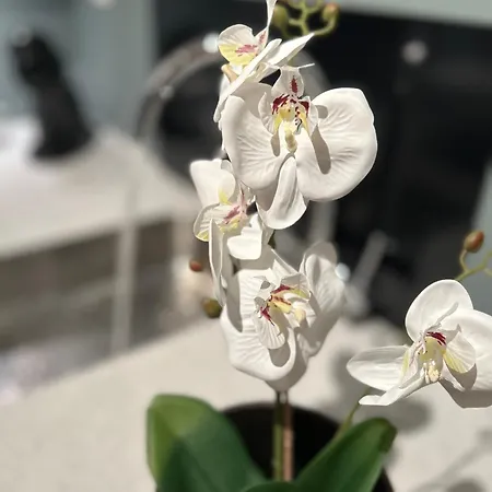 Eide Aurora Apartamento