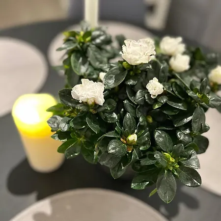 Eide Aurora 트롬쇠